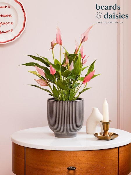 Beards & Daisies Grey Anthurium Lilli & Ribbed Pot (G83824) | £36