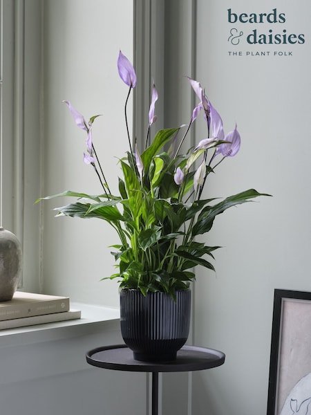 Beards & Daisies Navy Lilac Peace Lily & Ribbed Pot (G83829) | £34