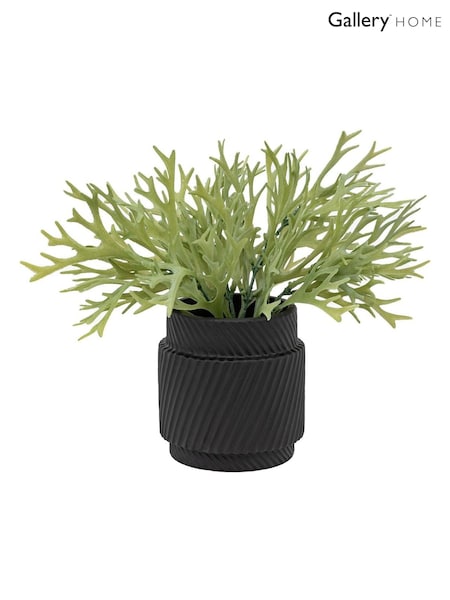 Gallery Home Green Faux Platycerium in Ceramic Pot (H14628) | £24