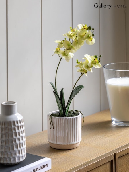Gallery Home White Small Faux Orchid in Ribbed Ceramic Pot (H14634) | £24