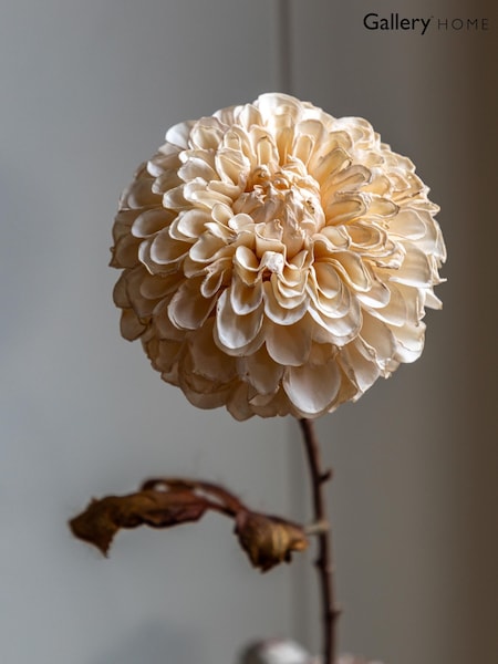 Gallery Home 6 Pack Ivory Faux Stem Dahlias (H14652) | £36