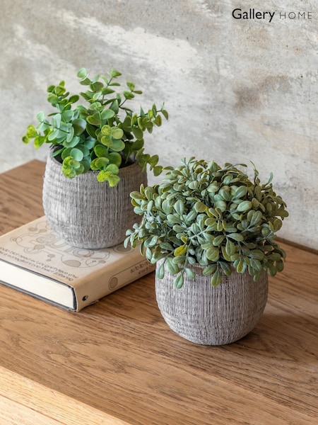 Gallery Home Set of 2 Natural Potted Rosemary Plants (H14657) | £24