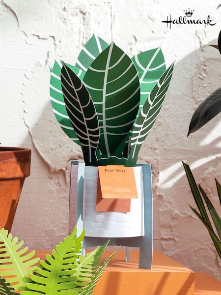 Hallmark Green For You Card 3D Pop Up Zebra Plant (N66876) | £5.50