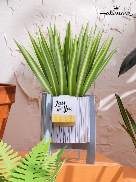 Hallmark Green Little Hello Card 3D Pop Up Spider Plant (N66906) | £5.50