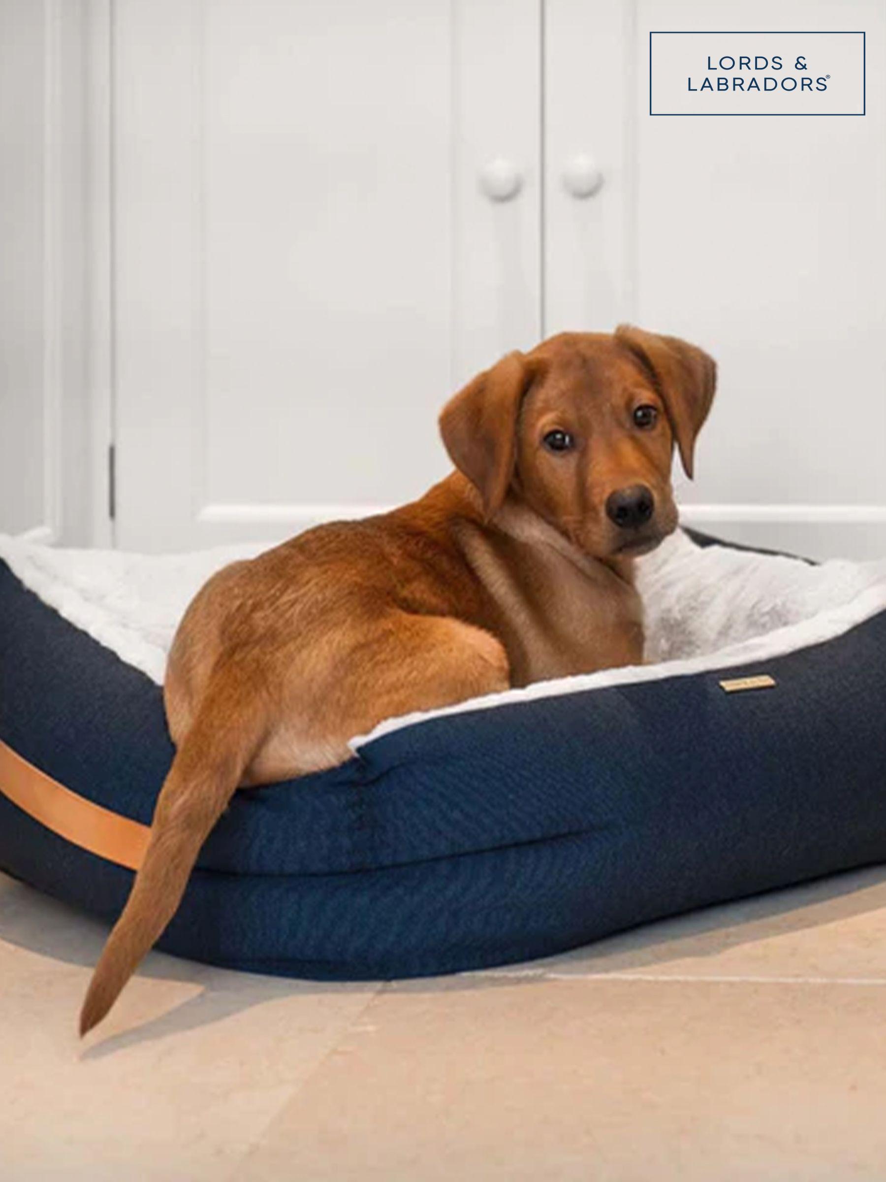 Next dog bed 2025