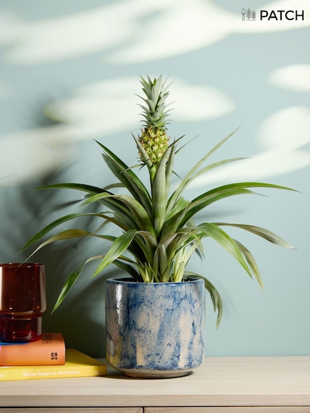 Patch Pina Pineapple Plant In Fracture Pot