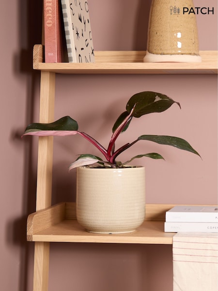 Patch Tanya Philodendron Plant In Ceramic Glazed Pot