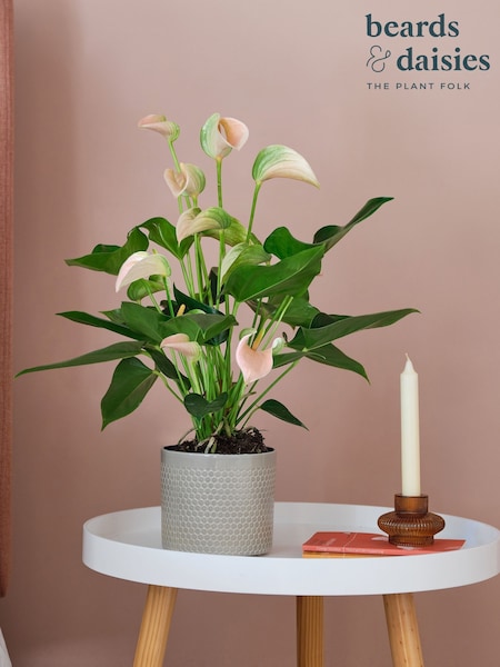 Beards & Daisies Light Green Peach Anthurium & Capri Pot (V03461) | £38