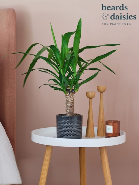 Beards & Daisies Granite Yucca Plant & Capri Pot (V03462) | £32
