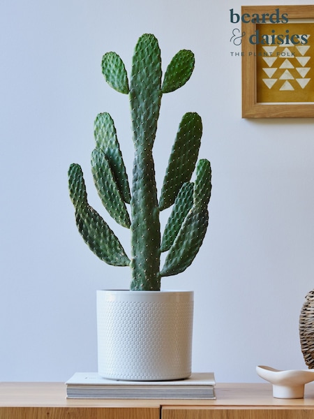 Beards & Daisies Cool Grey Cowboy Cactus and Capri Pot (V03474) | £58