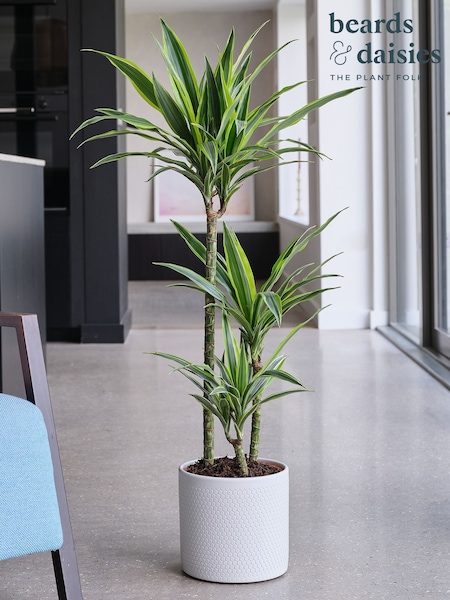 Beards & Daisies Cool Grey Dracaena Lemon Lime & Capri Pot (V03479) | £105