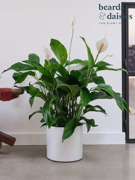 Beards & Daisies Cool Grey Peace Lily & Capri Pot (V03480) | £113