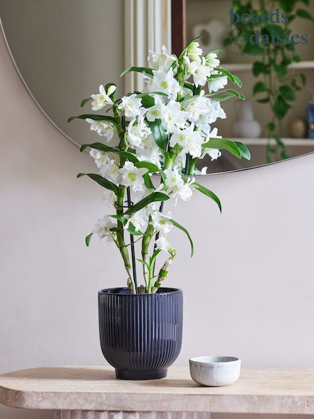 Beards & Daisies Navy Orchid & Ribbed Pot (V03481) | £44