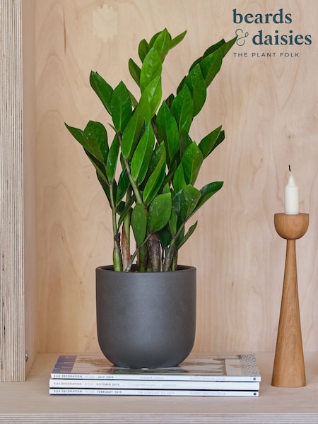 Beards & Daisies Graphite ZZ Plant and Earthenware Pot (V03482) | £29