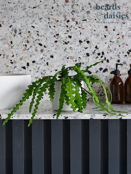 Beards & Daisies Cool Grey Fishbone Cactus & Capri Pot (V03483) | £32