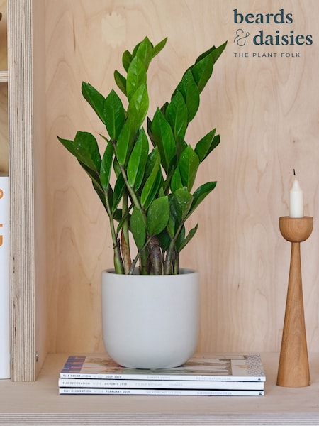 Beards & Daisies Oyster ZZ Plant and Earthenware Pot (V03486) | £29