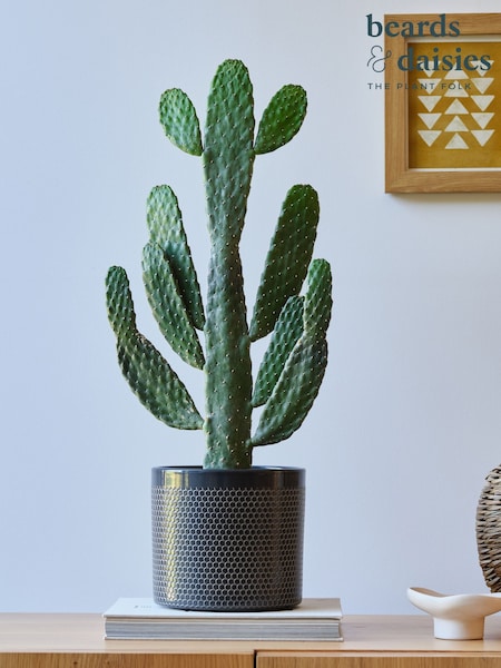 Beards & Daisies Granite Cowboy Cactus and Capri Pot (V03487) | £58