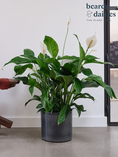 Beards & Daisies Granite Peace Lily & Capri Pot (V03490) | £113