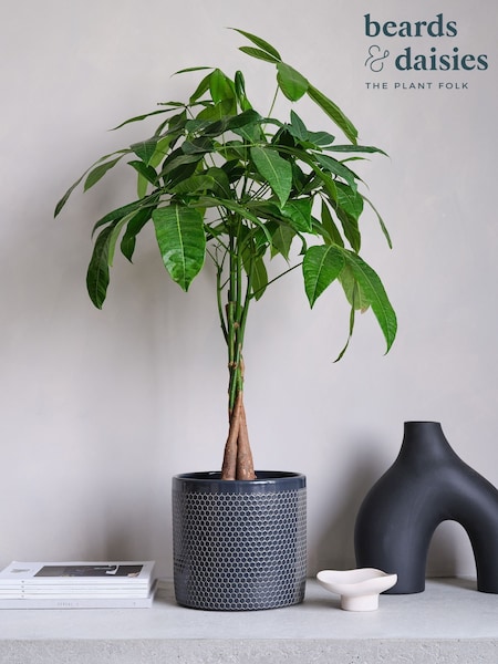 Beards & Daisies Granite Money Tree & Capri Pot (V03491) | £90
