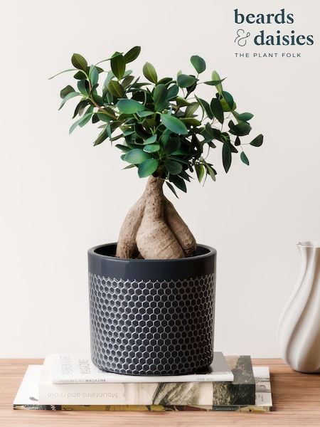 Beards & Daisies Granite Ficus Ginseng & Capri Pot (V03508) | £41