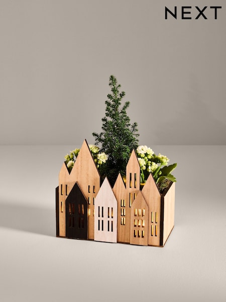White Trio of Christmas Plants in Light Up Wooden Box (V15905) | £25