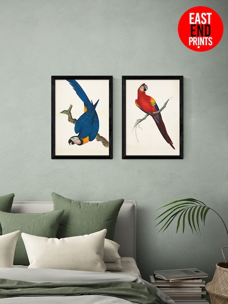 East End Prints Set of 2 Black Parrots Wall Arts Print by Natural History Museum (V29503) | £120 - £170