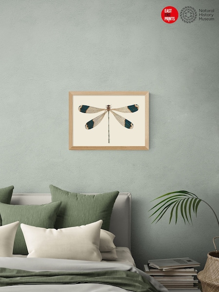 East End Prints Oak British Dragonfly Wall Art Print by Natural History Museum (V29523) | £60 - £85