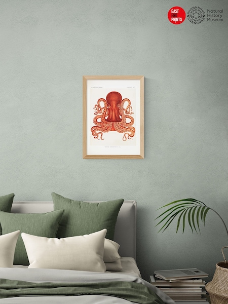 East End Prints Oak Octopus Wall Art Print by Natural History Museum (V29524) | £60 - £85