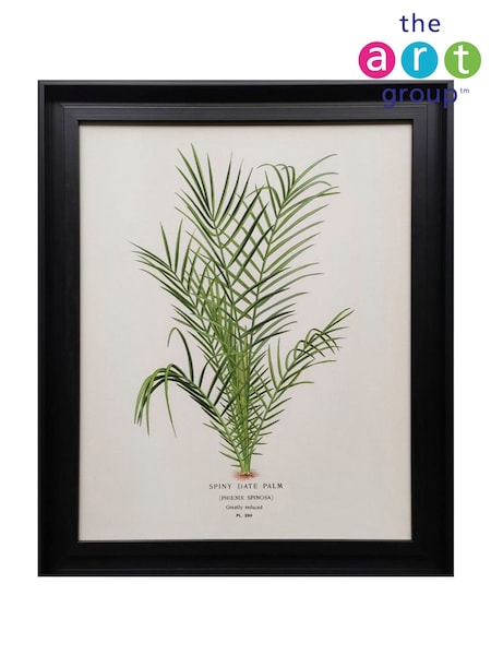 The Art Group Cream Spiny Date Palm Framed Canvas (V49679) | £45