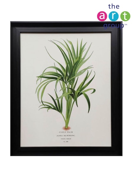 The Art Group Cream Curly Palm Framed Canvas (V49699) | £45