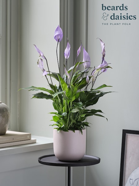 Beards & Daisies Pink Peace Lily & Earthenware Plant Pot (V49922) | £36