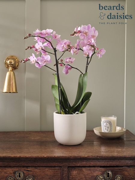 Beards & Daisies Oyster Pink Orchid & Earthenware Pot (V49930) | £38