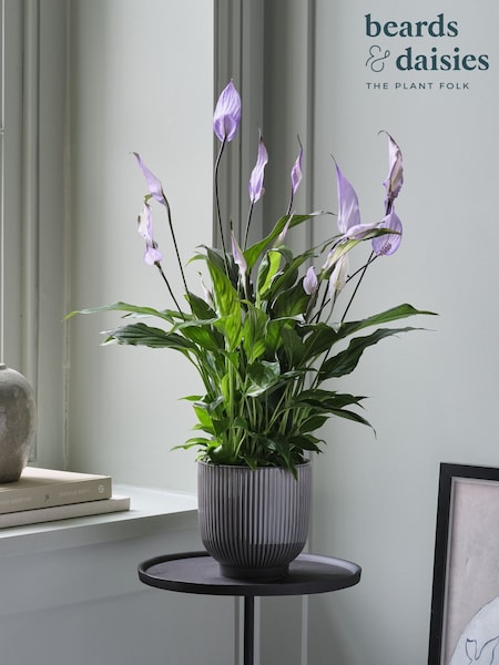 Beards & Daisies Grey Peace Lily & Ribbed Plant Pot (V49940) | £34