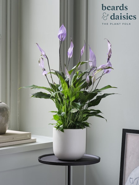 Beards & Daisies Oyster Peace Lily & Earthenware Plant Pot (V49953) | £36