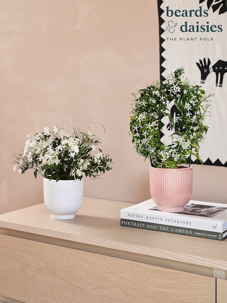 Beards & Daisies Multi Scented Bundle With Pots (V49957) | £66