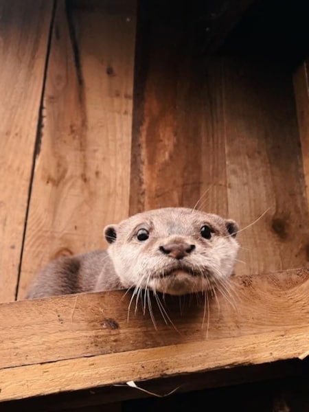 Virgin Experience Days Millets Wildside Private Otter Feeding Experience (V61198) | £99