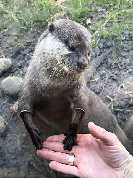 Virgin Experience Days Millets Wildside Private Otter Feeding Experience For Two (V61203) | £149