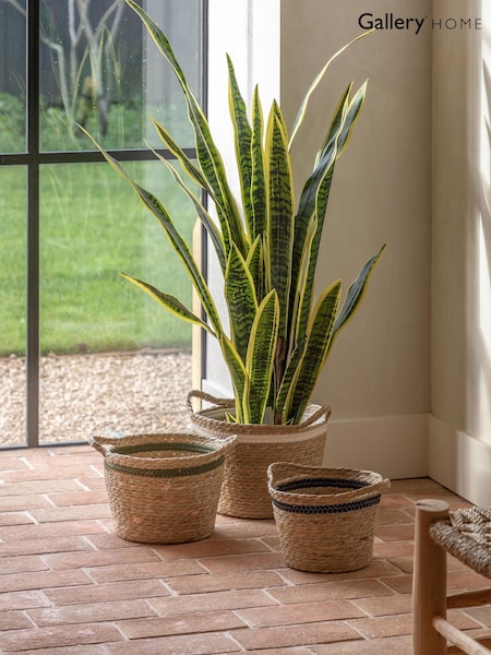 Gallery Home Green Faux Potted Sansevieria Plant 4ft (W25224) | £72