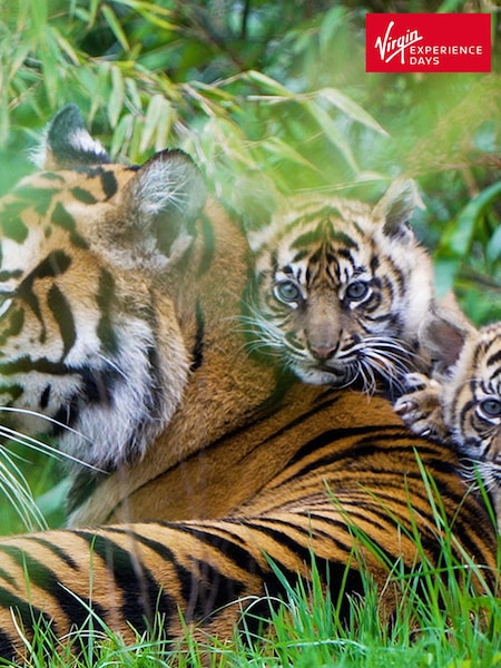 Virgin Experience Days Visit to Chester Zoo for Two Adults (W56130) | £82