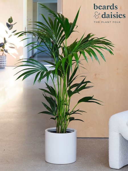 Beards & Daisies Oyster Kentia Palm and Earthenware Pot (Y10467) | £172