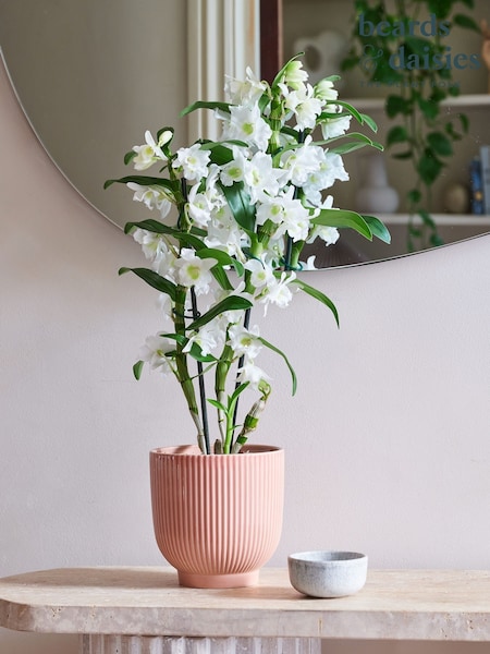Beards & Daisies Pink Orchid and Ribbed Pot (Y10472) | £44