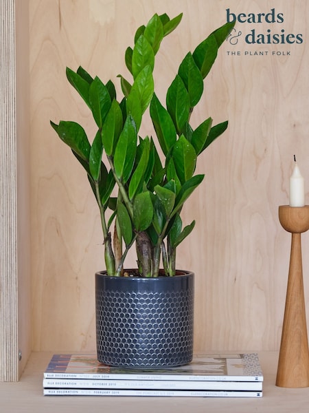Beards & Daisies Granite ZZ Plant and Capri Pot (Y10475) | £28