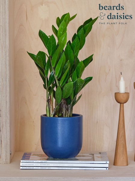 Beards & Daisies Inky Blue ZZ Plant and Earthenware Pot (Y10476) | £29