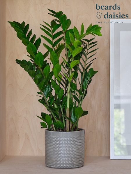 Beards & Daisies Light Green ZZ Plant and Capri Pot (Y10479) | £58