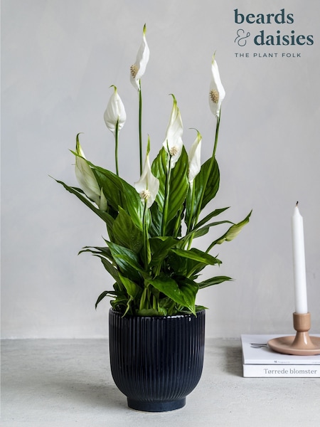 Beards & Daisies Navy Peace Lily & Ribbed Pot (Y10488) | £27