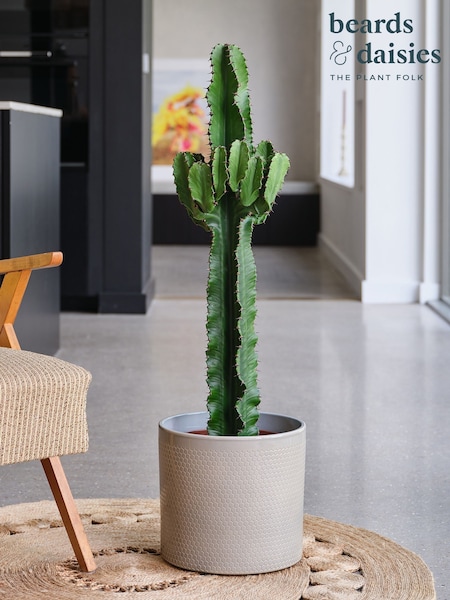 Beards & Daisies Light Green Trigona Cactus & Capri Pot (Y10497) | £240