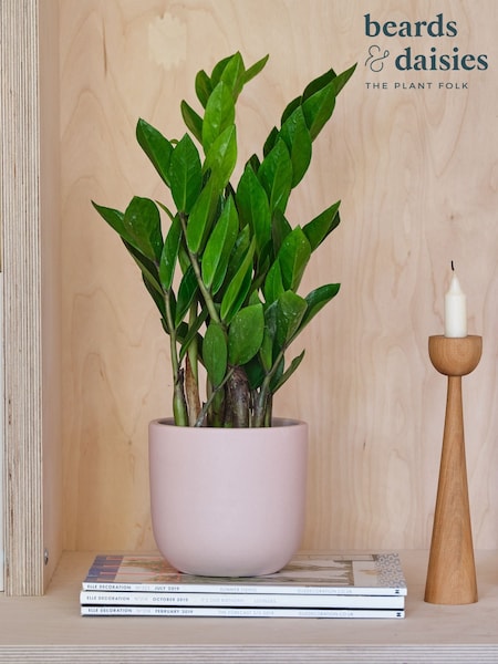 Beards & Daisies Pink Clay ZZ Plant & Earthenware Pot (Y10500) | £29