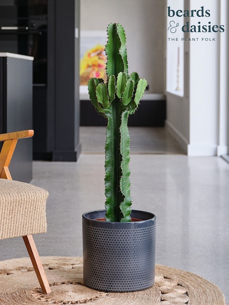 Beards & Daisies Granite Trigona Cactus & Capri Pot (Y10503) | £240