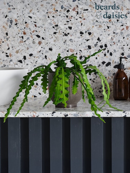 Beards & Daisies Grey Fishbone Cactus & Ribbed Pot (Y10505) | £32