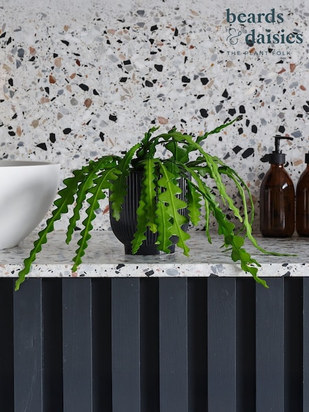 Beards & Daisies Navy Fishbone Cactus & Ribbed Pot (Y10509) | £32